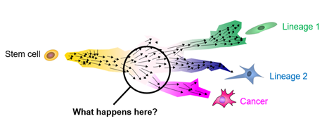 how stem cells mutate into cancer cells